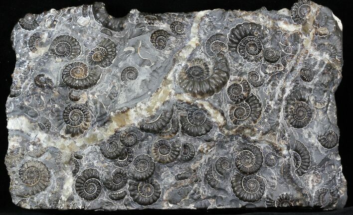 Marston Magna Ammonite Cluster - England #30745